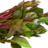 niicle